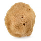 Natural sea sponge 02F 9.5cm Brown